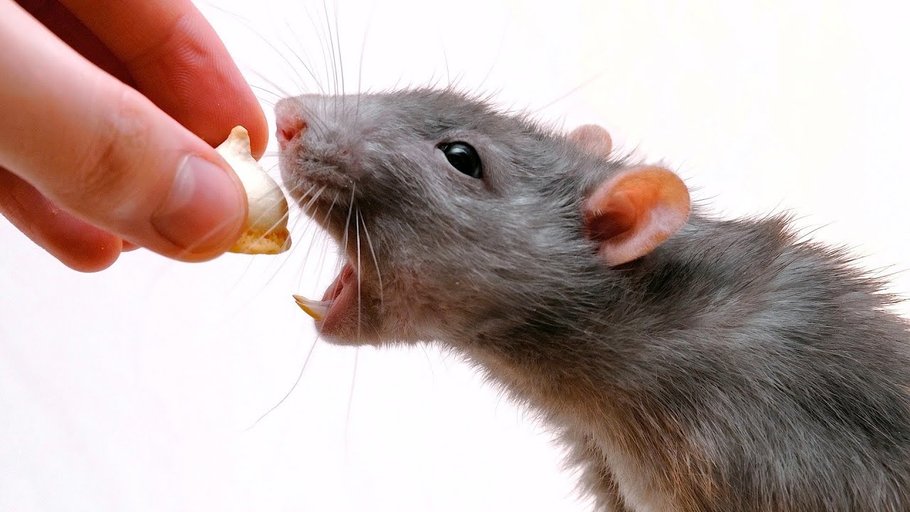 Rat Diet 101: Guide to Rat Nutrition - ratcare101.com